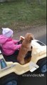 Ce chien se dresse fièrement conduit par une fillette dans une voiture électrique