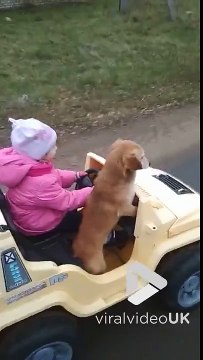 Ce chien se dresse fièrement conduit par une fillette dans une voiture électrique