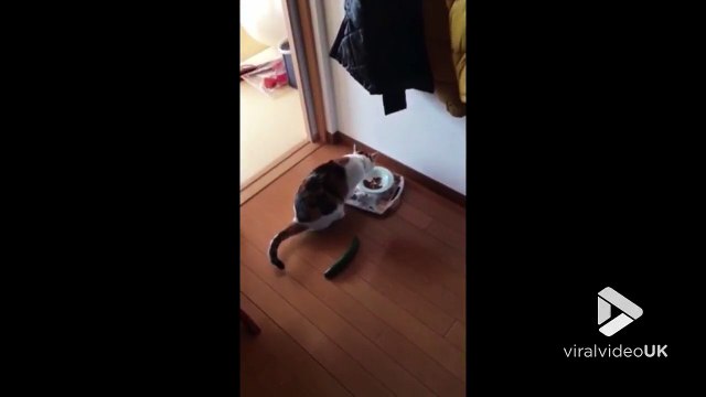 Effrayé par un concombre ce chat sursaute en mangeant !