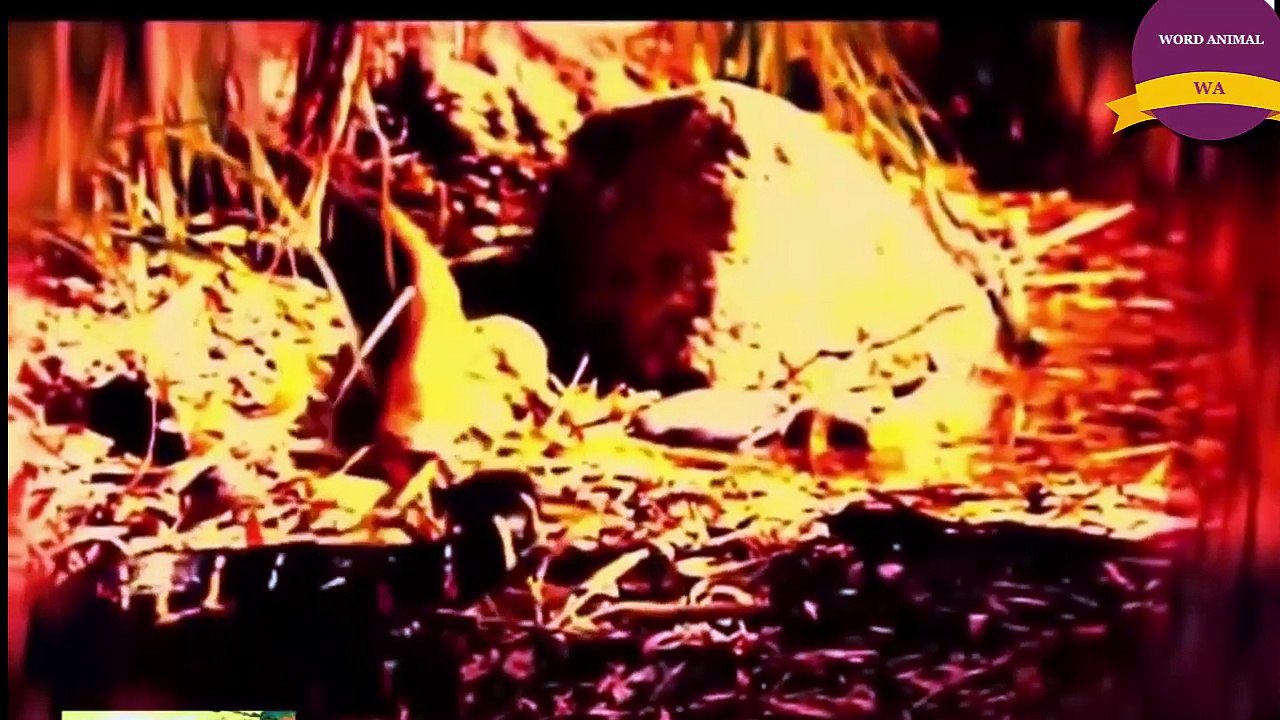 9Real Fight Of Snake and Snake - Snakes fighting to death 뱀과 뱀의 진짜 싸움