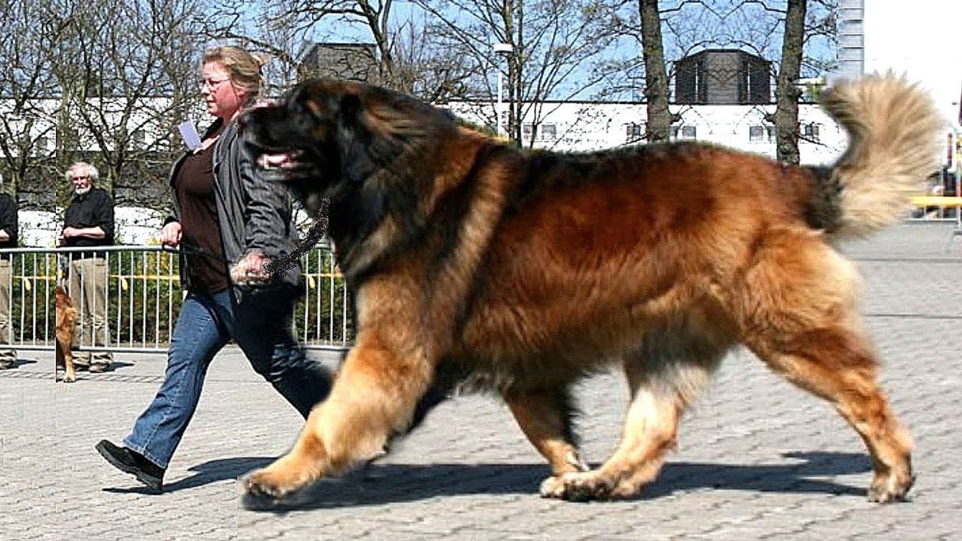 leonberger and bernese mountain dog