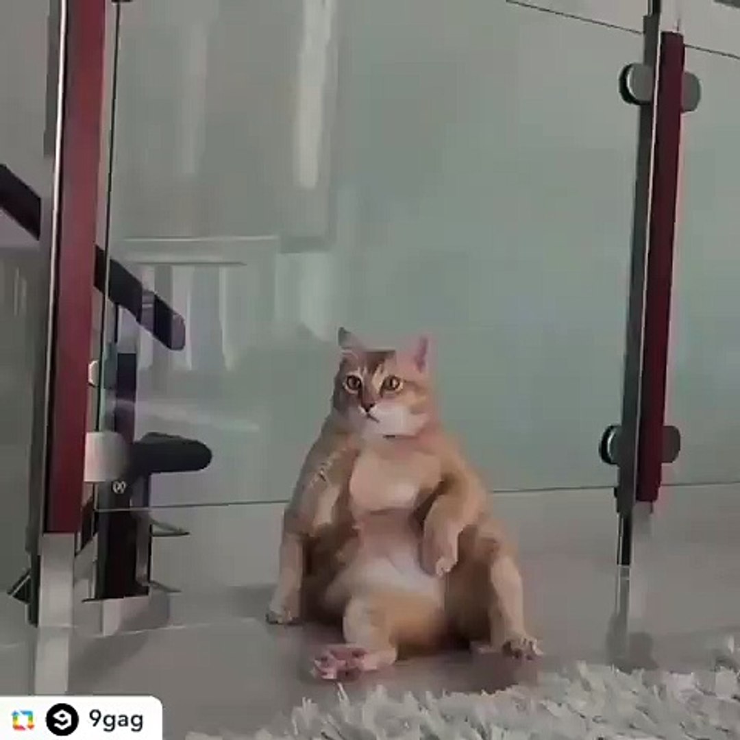 Le Chat Mok Est Assis Comme Un Humain Video Dailymotion