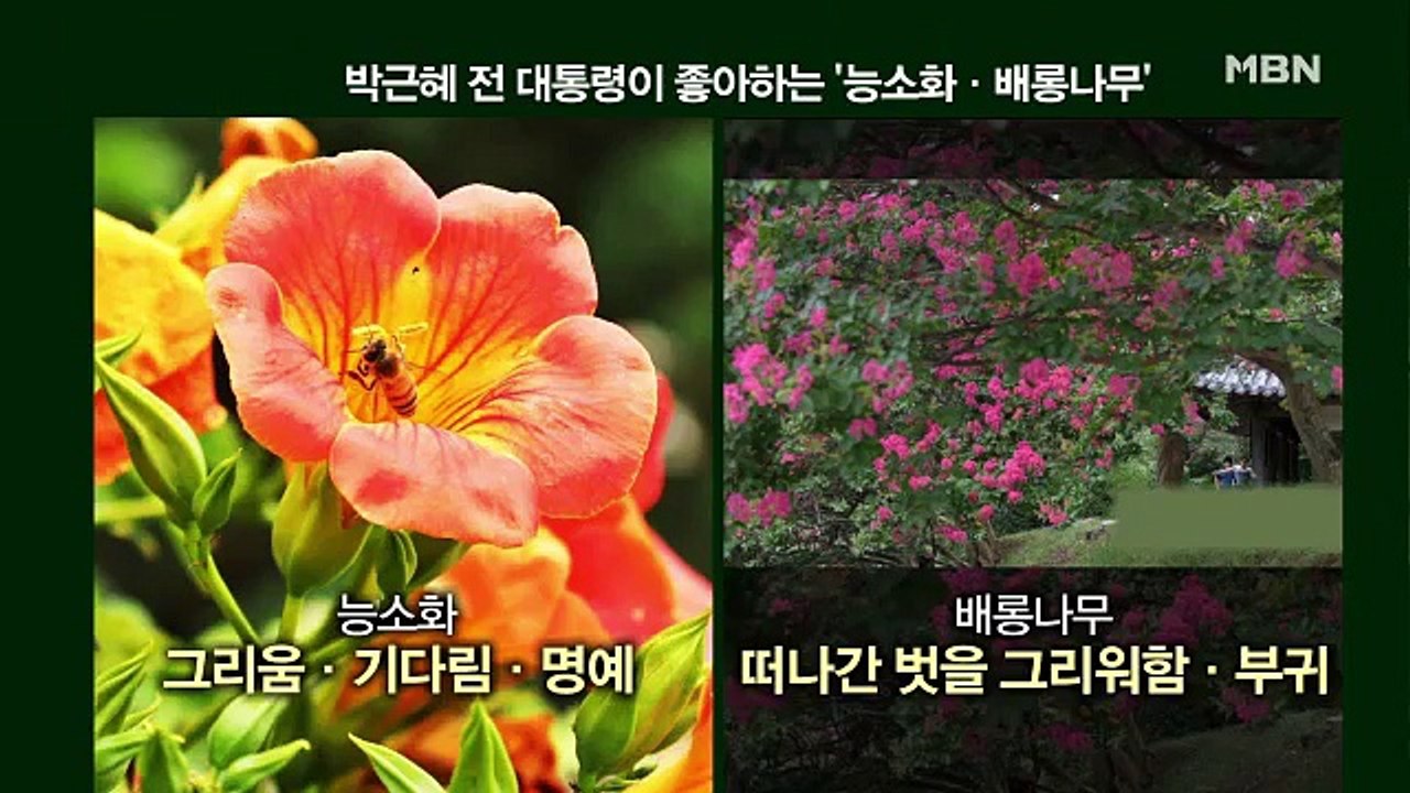 박근혜 전 대통령, 선고 이전 석방 가능성? /권력과 나무의 관계…박정희 박근혜 배롱나무와 금송