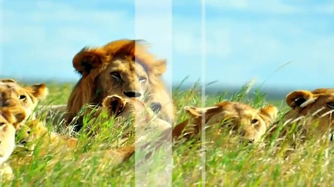 Lion (Panthera leo)