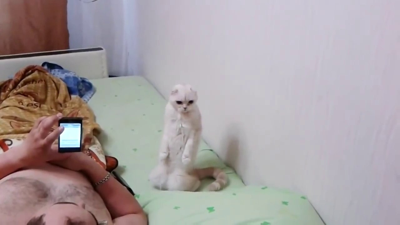 Ce chat se met debout quand l'hymne russe résonne !
