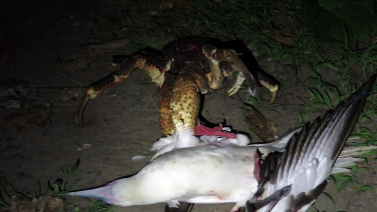 Cette mouette perd sa vie.. piégée par un crabe sur la plage !