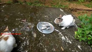 2 cats eating nearly 20 raw fishes (Not even a single piece was left!)