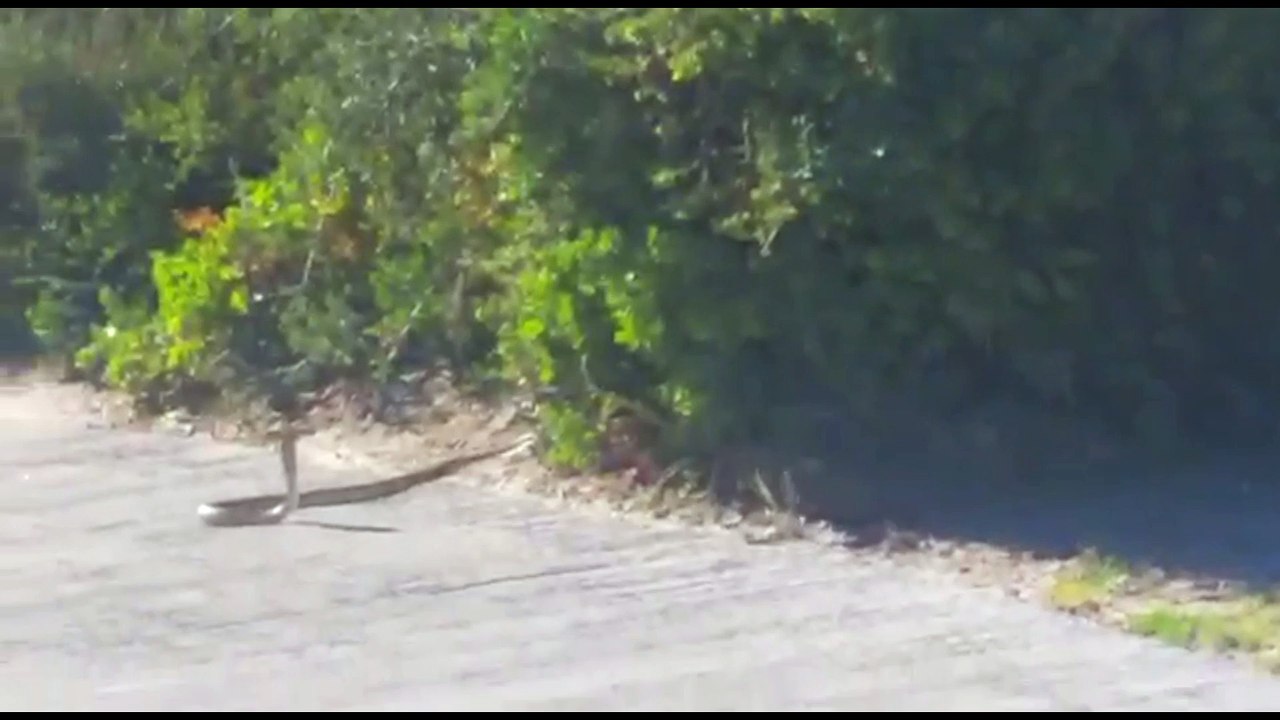 Mongoose taunts Cape Cobra