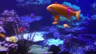 The Living Planet Aquarium + SYA