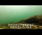 篠島港　県内海釣りの楽園！離島ドリームを掴め【水中映像】