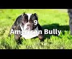 TOP 10 MOST  MUSCULAR DOG BREEDS