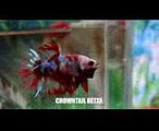 Most Beautiful Types of Betta Fish - Betta  Fish Names