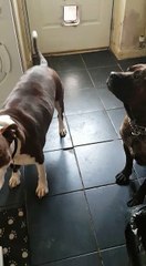 Dog Tells Owner That He Wants To Go Toilet