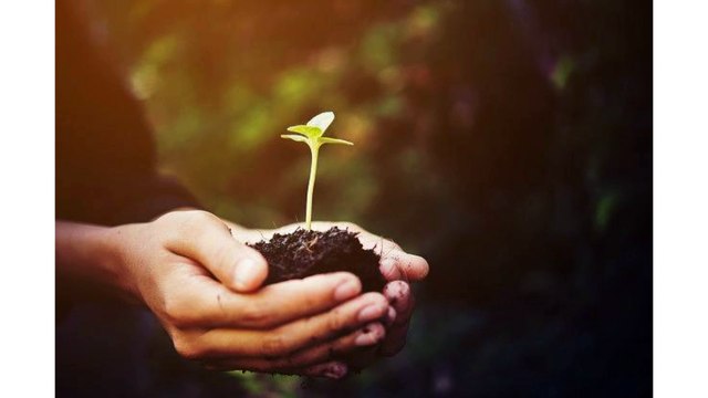 Maple Trees For Sale near Houston - Tips In Selecting and Planting The Maple Tree