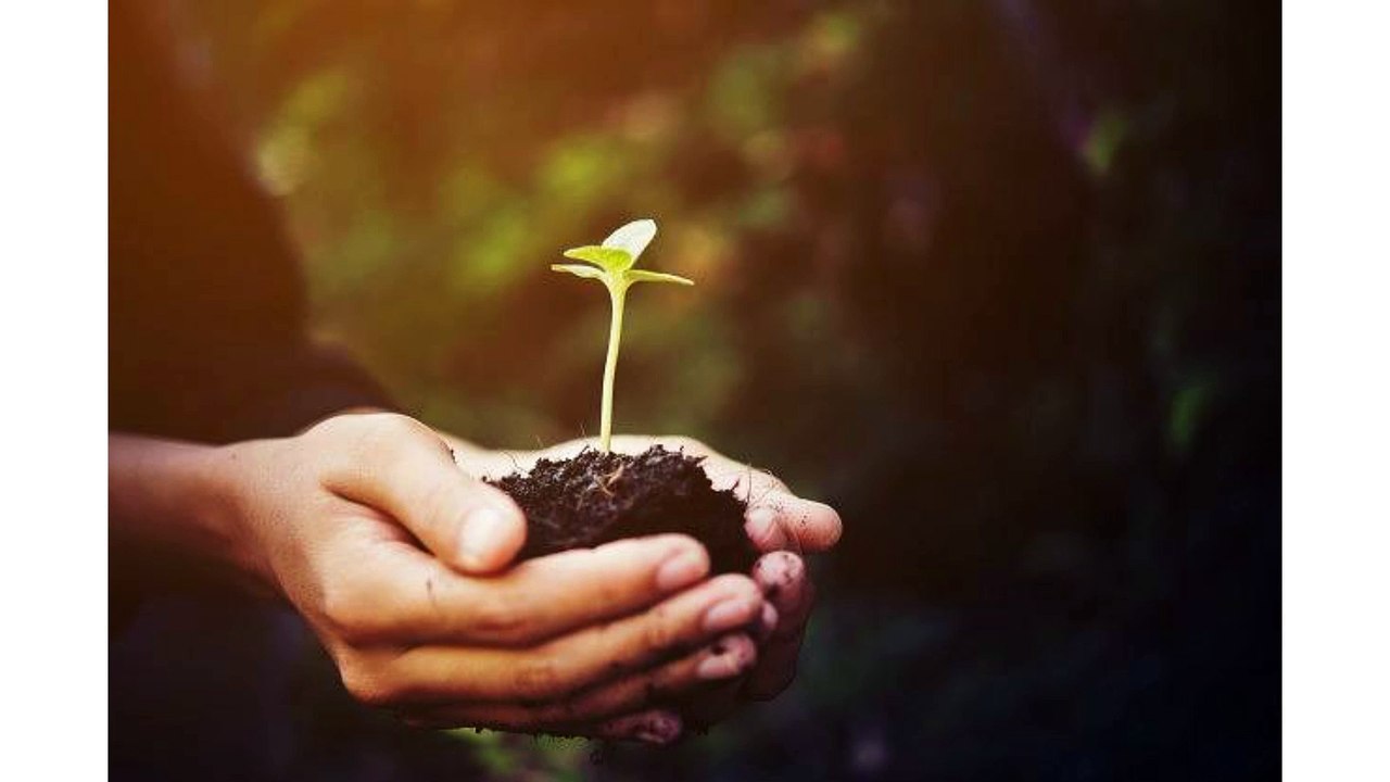 Maple Trees For Sale near Houston - Tips In Selecting and Planting The Maple Tree