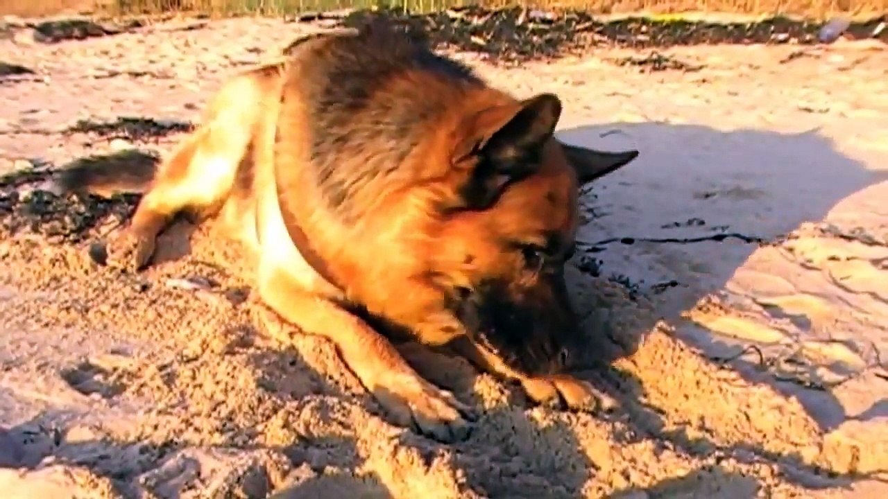 Shepherd dog