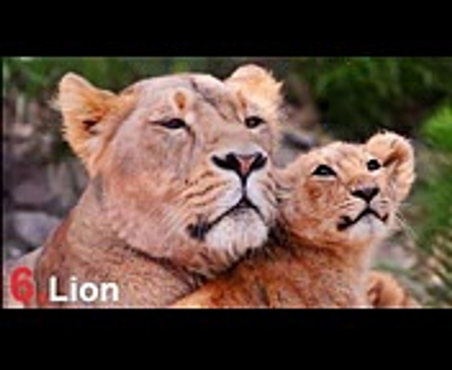 Top 10 of the Most Deadliest Big Cats Top Ten in the world