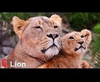 Top 10 of the Most Deadliest Big Cats Top Ten in the world