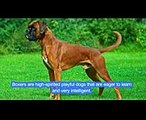 TOP 10 MOST MUSCULAR DOG BREEDS IN THE WORLD