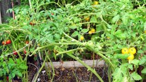 Grow Tomatoes NOT Foliage - Part 2 Of Tomato Growing Tips