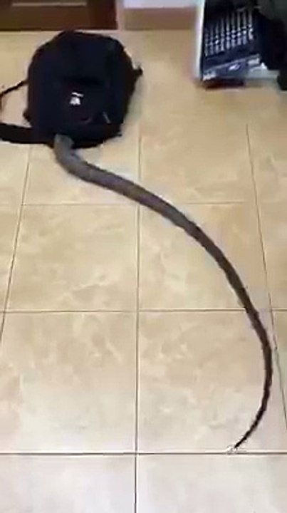 Funny snake video