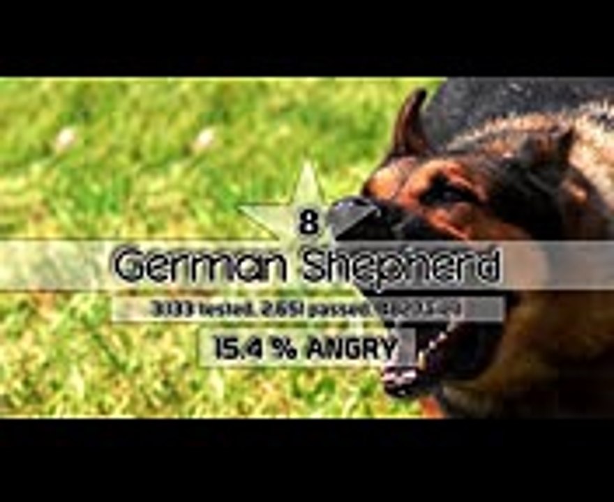 Top 10 Most Angriest Dog Breeds