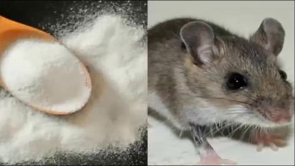 Pon esto en las esquinas de tu casa y los ratones desaparecerán