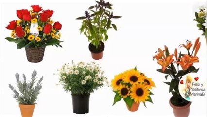 Plantas de la buena suerte que atraen éxito y prosperidad