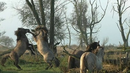 2 chevaux sauvages se fightent bien comme il faut !