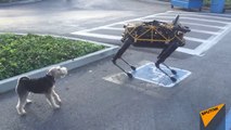Un chien rencontre sa version en Robot à la sortie de l'usine !