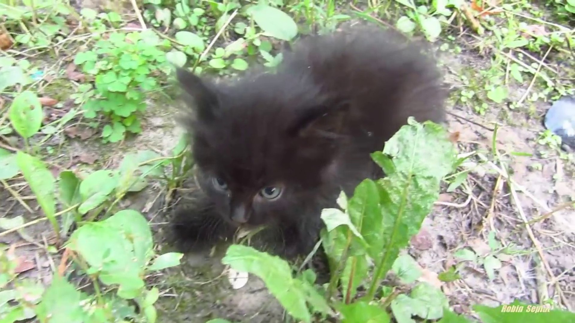 Miaulements Tellement Mignons D Un Chaton Abandonne Dans La Rue Video Dailymotion