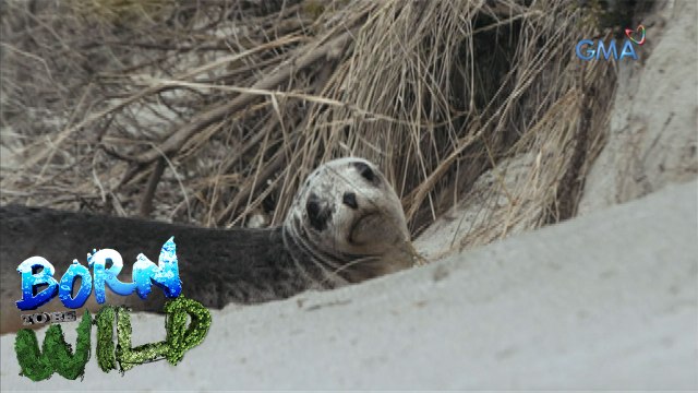 Born to Be Wild: How the Kazakhs hunt with their Golden Eagles