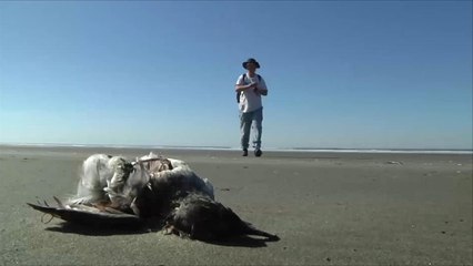 هذا الصباح- متطوعون لحماية الطيور البحرية بواشنطن