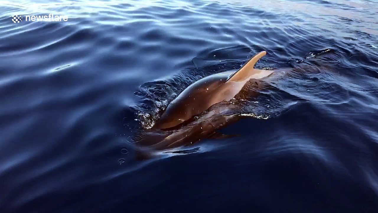 Baby pilot whale "has conversation" with human