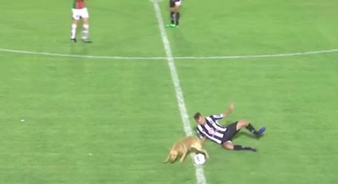 Very Naughty Dog Invades Soccer Match, Tackles Player