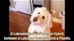 Labradoodle vs Goldendoodle Funny Videos - Similarities and Differences