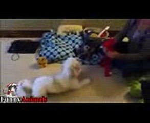 Funny Dogs Playing With Toys - Funny Dog Videos 2017