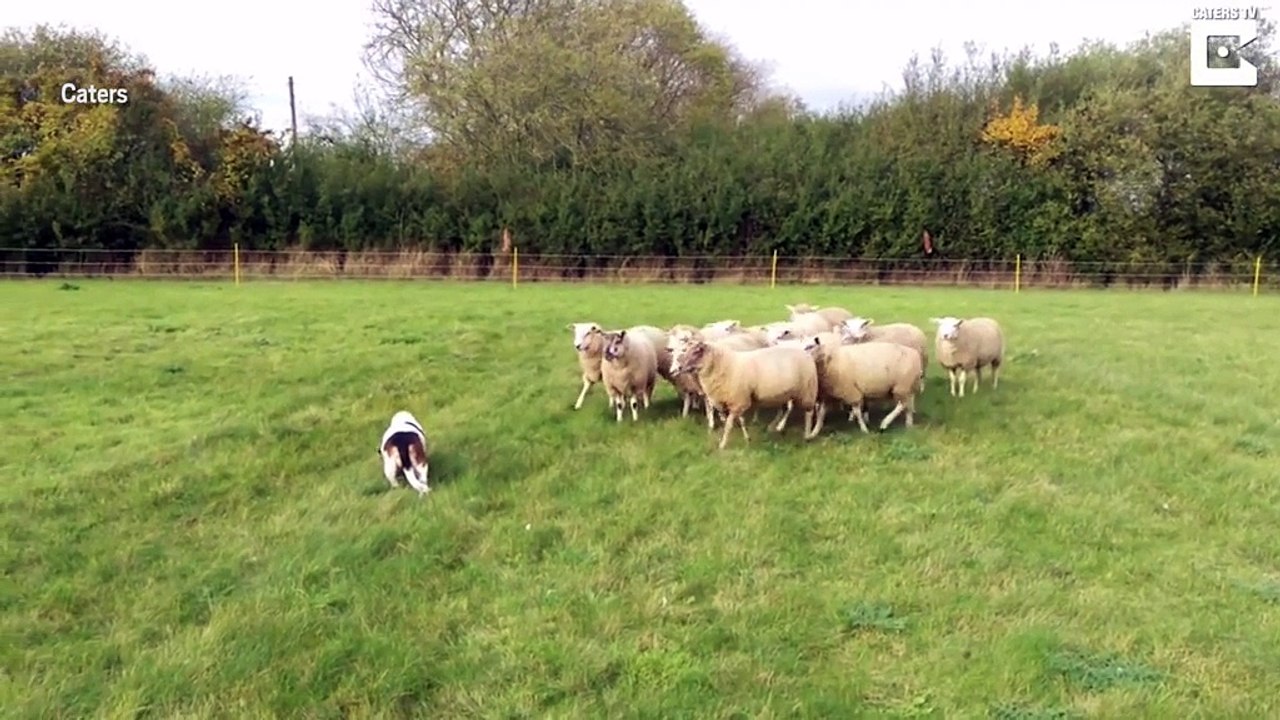 Adorable basset hound is world's most unlikely sheepdog