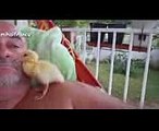Cute Duckling - Funny Baby Duck Videos Compilation [CUTE]