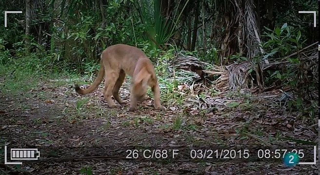 Parques nacionales norteamericanos: Los Everglades - Documentales