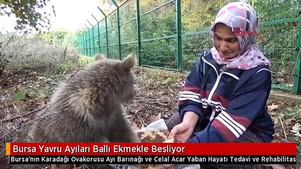 Bursa Yavru Ayıları Ballı Ekmekle Besliyor