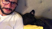 French bulldog snoring extremely loudly