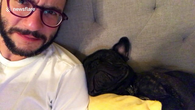 French bulldog snoring extremely loudly