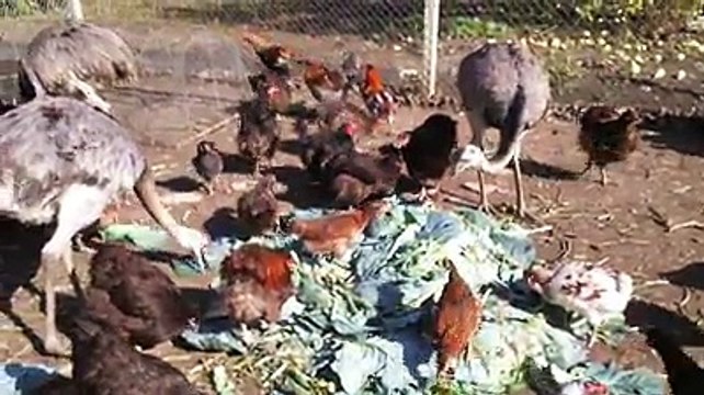 chickens and nandu eating green food by Taimoor...