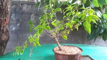 bougainvillea bonsai | bougainvillea bonsai repotting