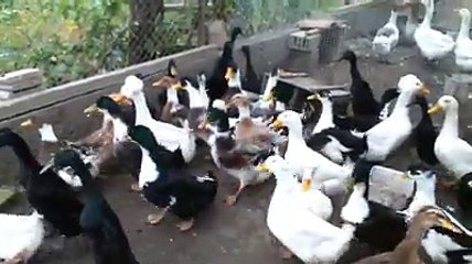 Black and white crested ducks by Taimoor...