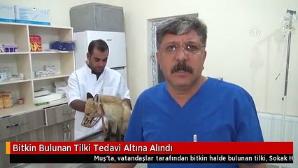 Bitkin Bulunan Tilki Tedavi Altına Alındı