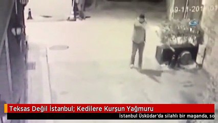Teksas Değil İstanbul: Kedilere Kurşun Yağmuru
