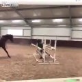 En colère contre son cheval il lui jette la barre d'obstacle qu'il a refusé de sauter !