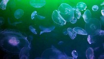 Meditation Relaxation - Jellyfish Aquarium - 23Min Calming Soothing Sound